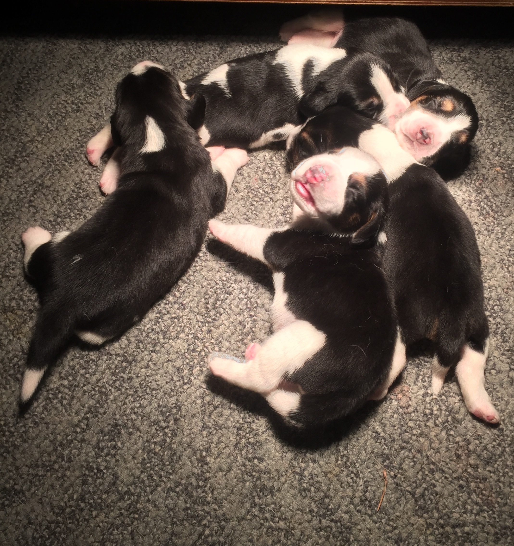 pups 5 dagen oud